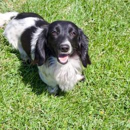 ClaireBelle - Dachshund