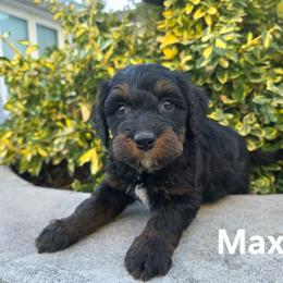 Max - Phantom male Bernedoodle puppy in Blackfoot, Idaho from Draper Mountain Doodles