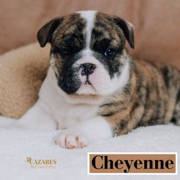 Cheyenne - Fawn brindle and white Bulldog puppy in Sabinal, Texas from Cazares Royal Lineage Bulldogs