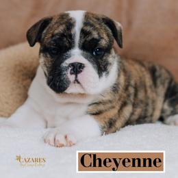 Cheyenne - Fawn brindle and white Bulldog puppy in Sabinal, Texas from Cazares Royal Lineage Bulldogs