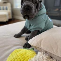 Chinese Shar-Pei Puppies from DCSHARPEI