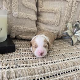 Jesse - Apricot male Goldendoodle puppy in Floyd, Virginia from Hearts and Paws Poodles and Doodles