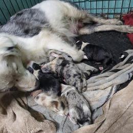 Australian Shepherd and Great Dane Puppies from AEW Farm