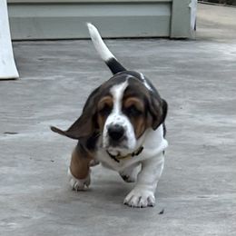 Pete Baby yellow - Black brown and white male Basset Hound puppy in Meyersdale, Pennsylvania from Susan's Basset Hounds