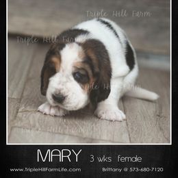 Mary - Black white and brown female Basset Hound puppy in Jefferson City, Missouri from Triple Hill Farm