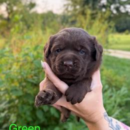 Green boy - Chocolate male Labrador Retriever puppy in Conway, Missouri from Ozark Mountain Kennel