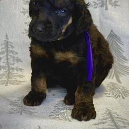 Ignite - Phantom male Poodle puppy in Troy, Alabama from Redmond Rose Kennel