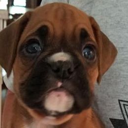 Boxers from Spectrum