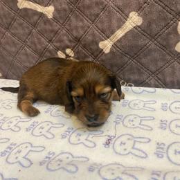 SAJA Boy - CKC REGISTERED FULL RIGHTS - Black and tan male Dachshund puppy in Elizabethtown, Kentucky from Teeny Tiny Puppy Tails