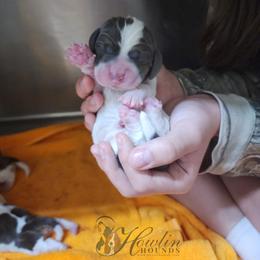 Manuka - Blue and white female Basset Hound puppy in Surprise, Arizona from Howlin Hounds