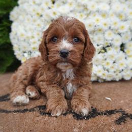Jane - Red and white female Cockapoo puppy in Shipshewana, Indiana from Home Raised Cockapoos