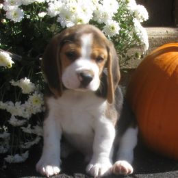 Beagle Puppies from Devana