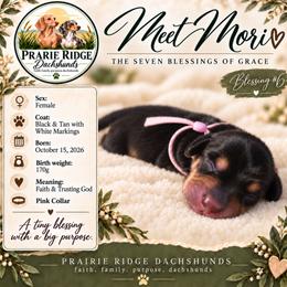 Mori - Black and tan female Dachshund puppy in Firesteel, South Dakota from Prairie Ridge Dachshunds