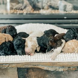 Aussiedoodle, Goldendoodle, Poodle, and Saint Berdoodle Puppies from Rocky Ridge Ranch