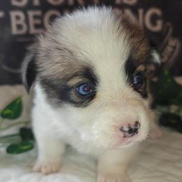 Simba - Sable female Pembroke Welsh Corgi puppy in Saint John, Washington from Fuzzbutt Farms LLC