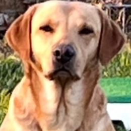English Cocker Spaniels and Labrador Retrievers from Belews Creek Gundogs