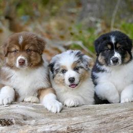 Australian Shepherd Puppies from Clover Creek Aussies
