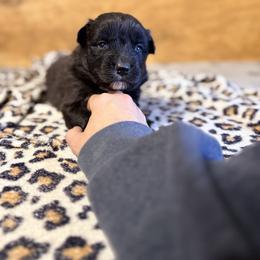 Onyx - Black & white male Australian Shepherd puppy in Mineral Wells, Texas from A6 Australian Shepards