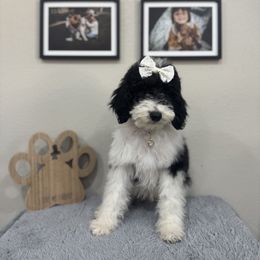 Dune (Yellow) - Black and white female Sheepadoodle puppy in Oak Hills, California from High Desert Doodles