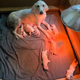 Girl 4 - Parti female Labradoodle puppy in Weatherford, Texas from Oodles of poodles and doodles