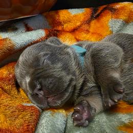 Autumn - Blue fawn female French Bulldog puppy in Columbia Falls, Montana from Glacier French Bulldogs of Montana