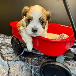 Toe Bridge - Chocolate male Havanese puppy in Howard City, Michigan from Petite Joie Puppies
