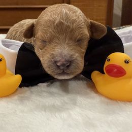 Eeyore - Red Cavapoo puppy in Glendale, Arizona from Cool Cavapoos