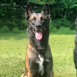 German Shepherds from Lifelong K9