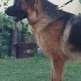 German Shepherds and Pembroke Welsh Corgis from CB Kennel and Ranch