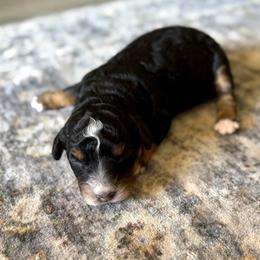 Girl 1 - Tri-color female Bernedoodle puppy in Spring Hill, Florida from Ohana Doodles x Frenchies