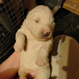 Pink - White female Siberian Husky puppy in Porter Corners, New York from Gemstone Huskys