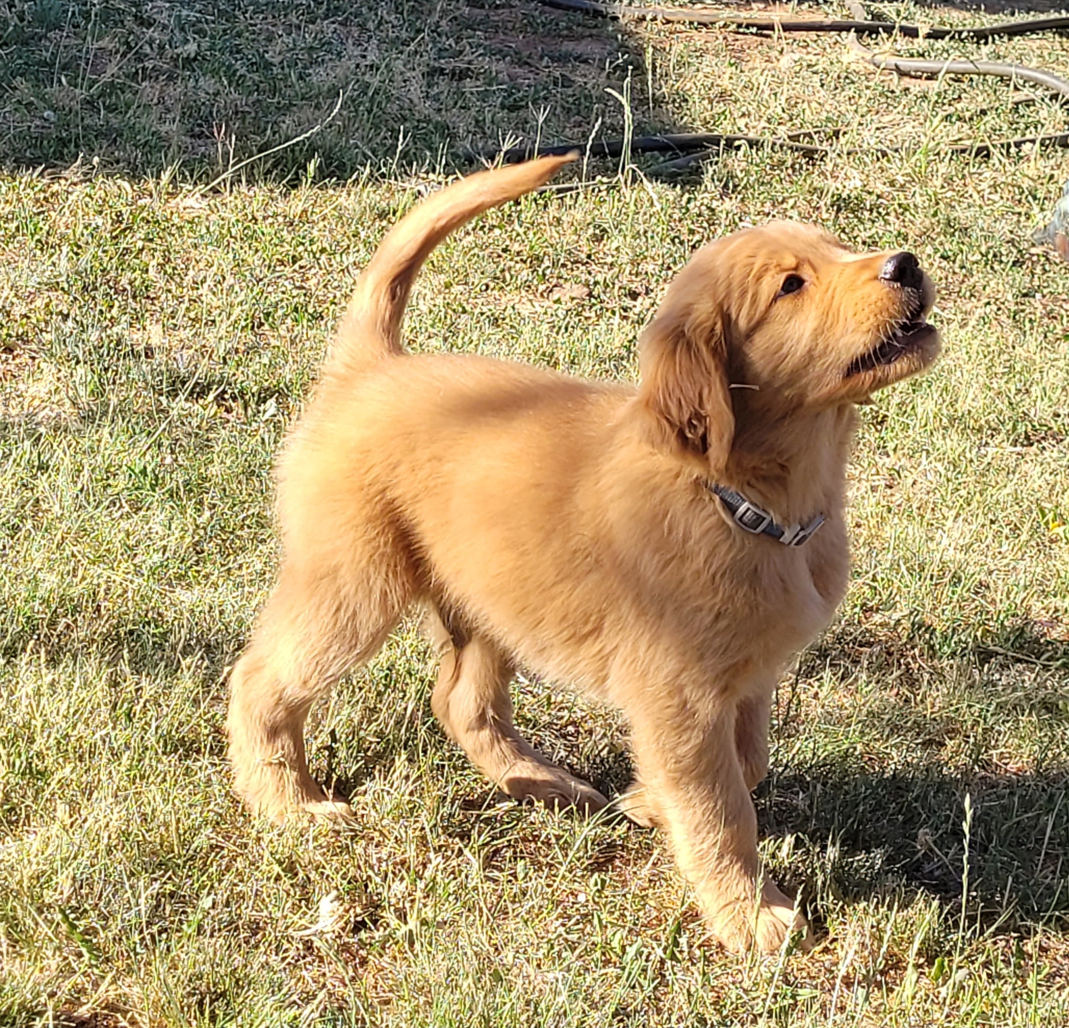 Blue Boy - Dark golden Golden Retriever puppy in Payson, Arizona from Bullet Retrievers
