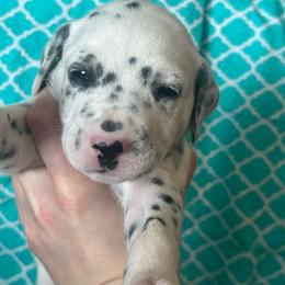 Kit Kat - White and black male Dalmatian puppy in Austin, Texas from Dazzling Dalz