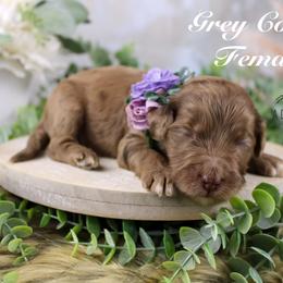 Bernedoodle and Goldendoodle Puppies from Adirondack Poodles Goldendoodles,Bernedoodles & Schnoodles