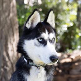 Kona - Siberian Husky