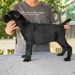 Lilac Collar - Black female Cane Corso puppy in Paris, Texas from Knucklehead Cane Corso