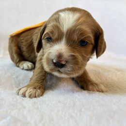 Reyna - Red and white female Cockapoo puppy in Adrian, Oregon from ApplebyFarm