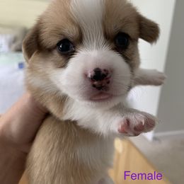 Girl 2 - Red Pembroke Welsh Corgi puppy in Cumming, Georgia from Carter’s Corgis LLC