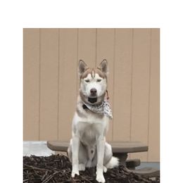 Chinto - Siberian Husky