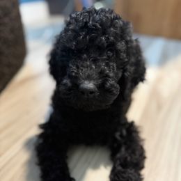 Boo Boo Bear - Black male Goldendoodle puppy in Sarasota, Florida from Doodle Lovin