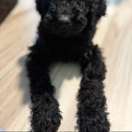 Boo Boo Bear - Black male Goldendoodle puppy in Sarasota, Florida from Doodle Lovin