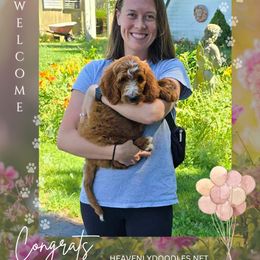 Irish Doodle and Poodle Puppies from Heavenly Poodles