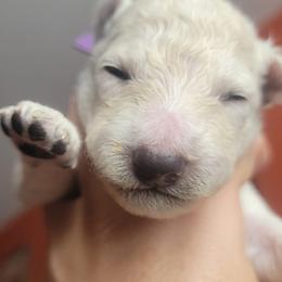Girl 2 - White Mudi puppy in Bolingbrook, Illinois from Szomorú Füz Mudi Kennel/Weeping Willow Mudi Kennel