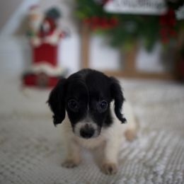 Anna - Piebald female Dachshund puppy in Indiantown, Florida from Turquoise River Minature Dachshunds