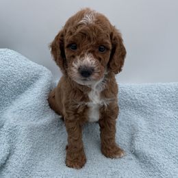 Buddy - Red  male Goldendoodle puppy in Kansas City, Kansas from Bella & Ivy’s Mini Goldendoodles of KC