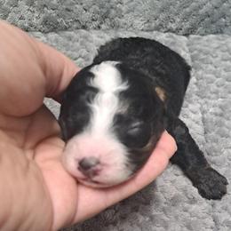 Archie - Tri-color male Bernedoodle puppy in Lafayette, Alabama from Williams Lake Doodles