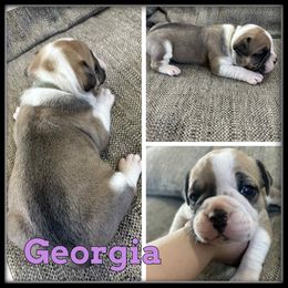 Georgia - Fawn and white female Olde English Bulldogge puppy in Wheeler, Michigan from Haase Family Kennels