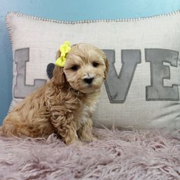Ham - Apricot female Goldendoodle puppy in Pendleton, Oregon from Blushing Doodles