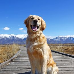 Rylee - Golden Retriever