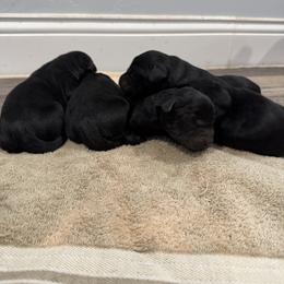 Violet - Black female Labrador Retriever puppy in Richfield, Utah from Stormy River Retrievers